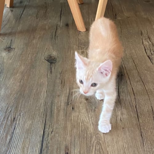 Pete ~ Meet me @PETstock Mornington Central 8/1/23