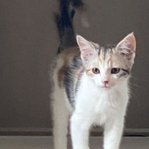 Daisy ~ Meet @ PETstock Mornington Central 8/1/23