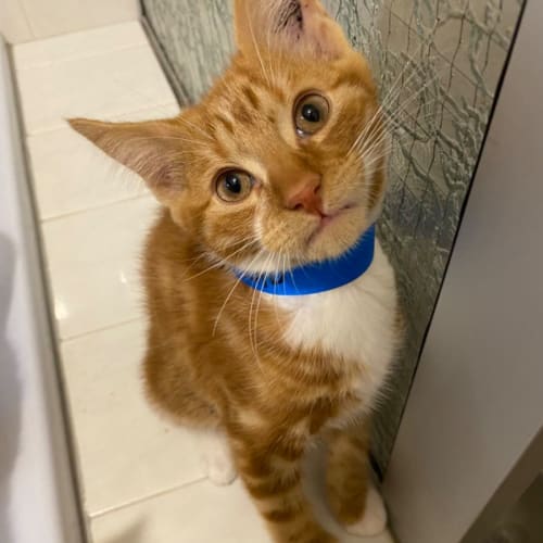 Gingerbread ~ @PETstock Mornington Central 8/1/23