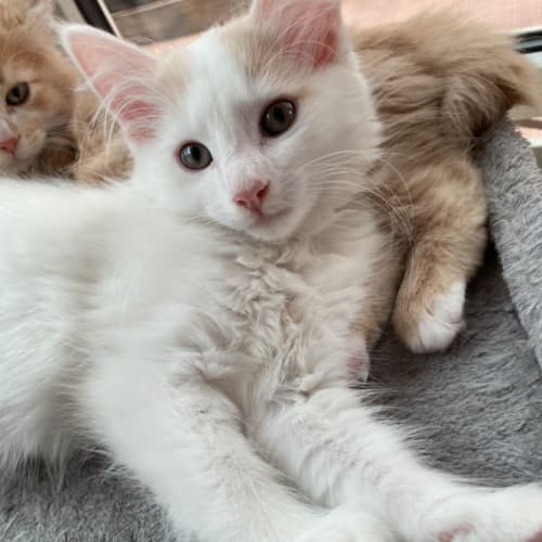 Pierre ~ Meet @ PETstock Mornington Central 8/1/23