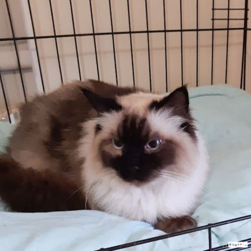 Archie