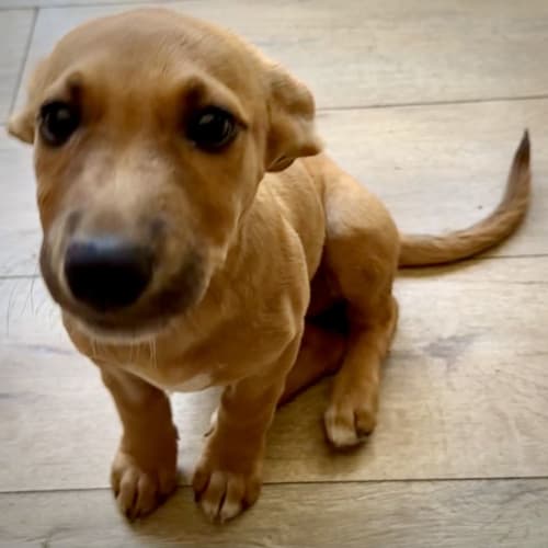 Sadie