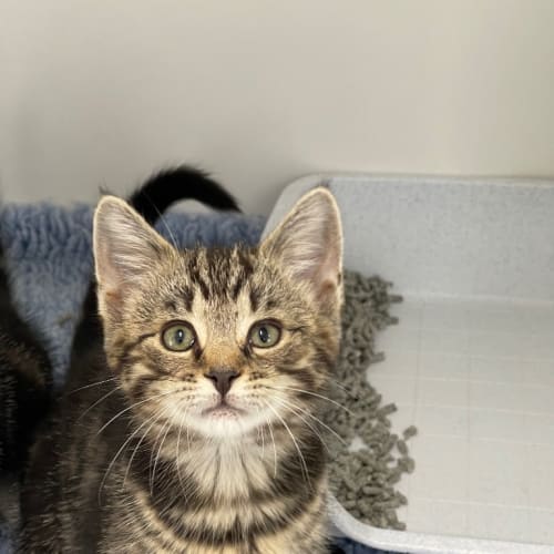 Micah