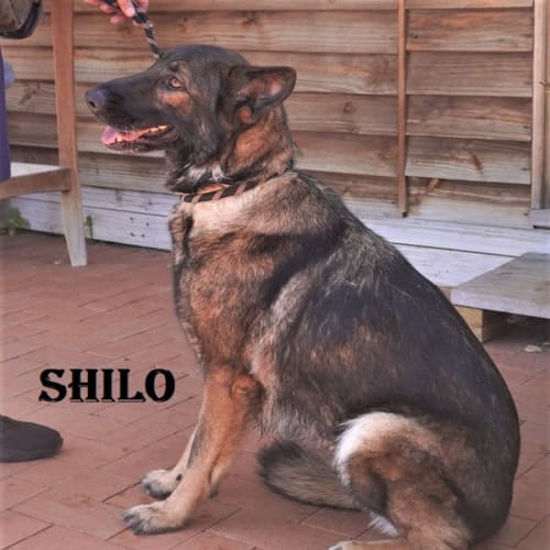 Shilo