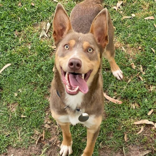 koda