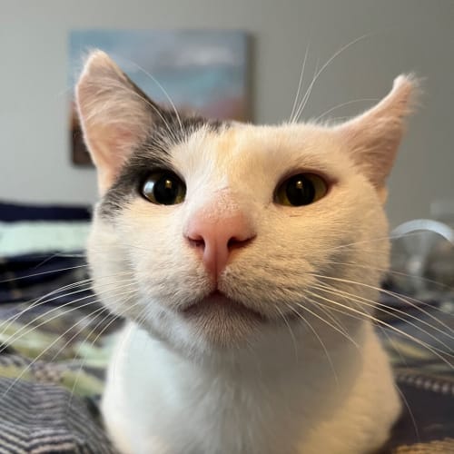 Coconut