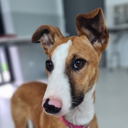 Arabella