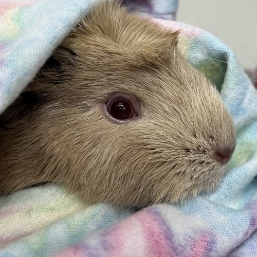 Simon (guinea Pig 33)