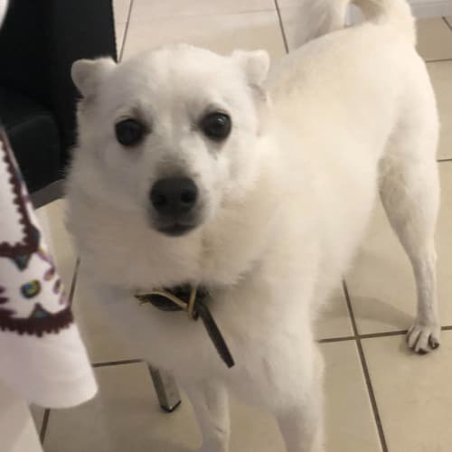 Luka - 3 Year Old Pom x Husky (On Trial)