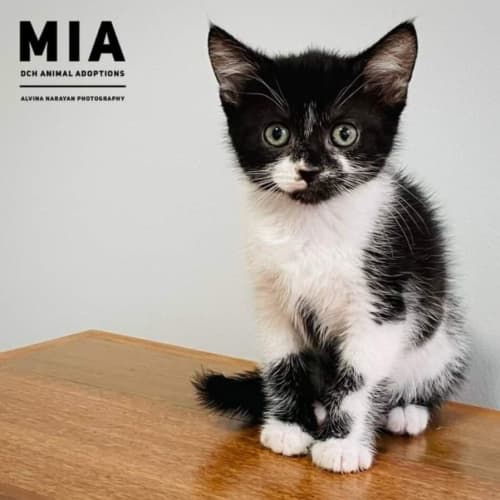 Mia 