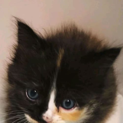 Bonded rescue kittens