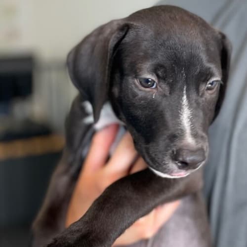Jax