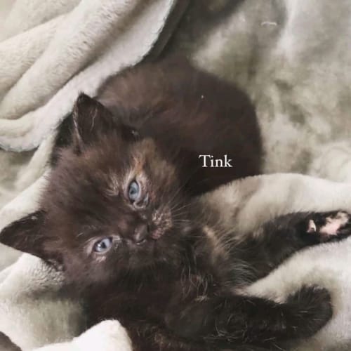 Tink