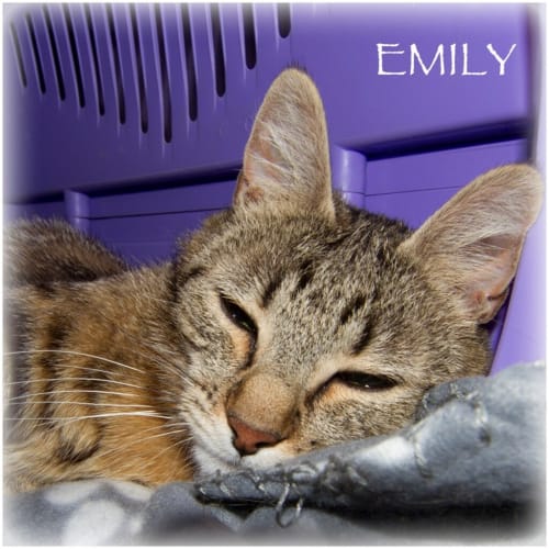 Emily Now Emmy 