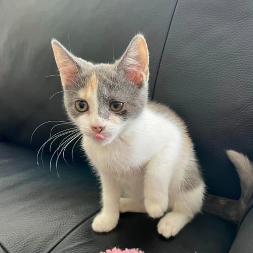 Tabitha 