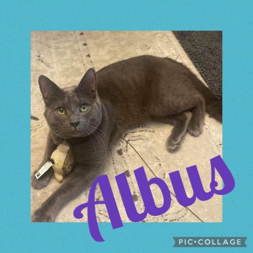 Albus