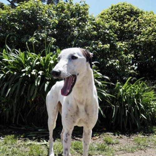 Pepper