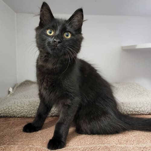 Luci