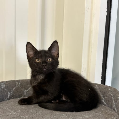 Coco