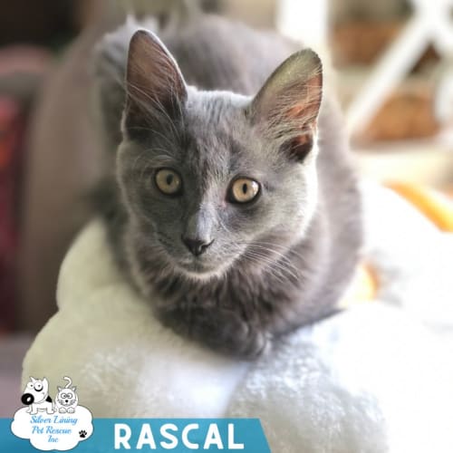 Rascal