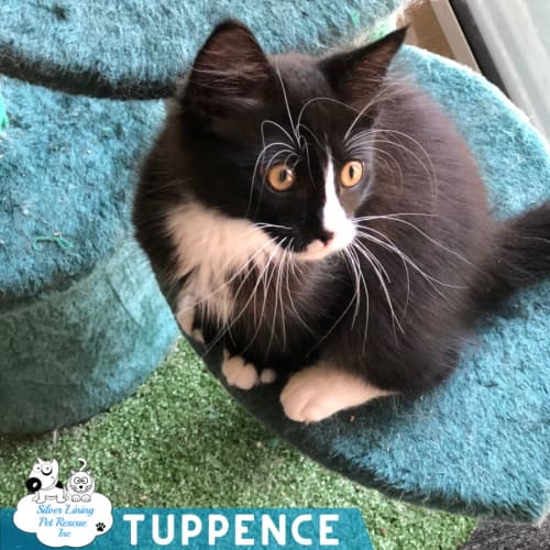 Tuppence