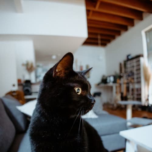 Sabrina
