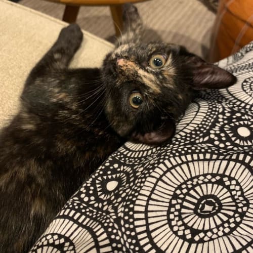 Chloe
