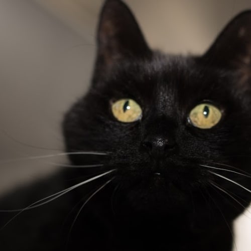 Eleanor