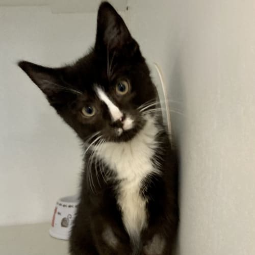 Tux