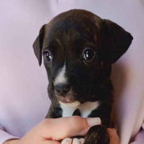 Rosie