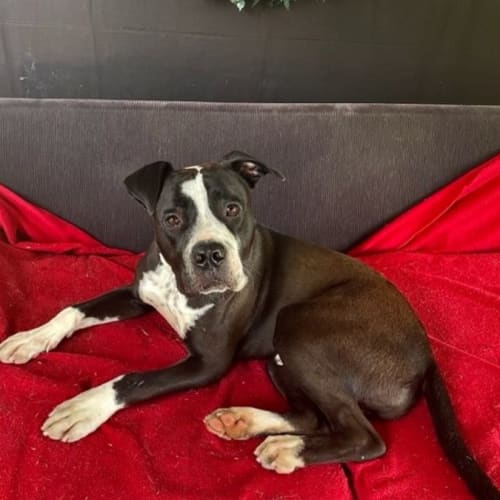 Aussie (IMP No. 2033)