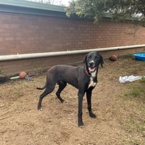 Larry (IMP No. 1869)