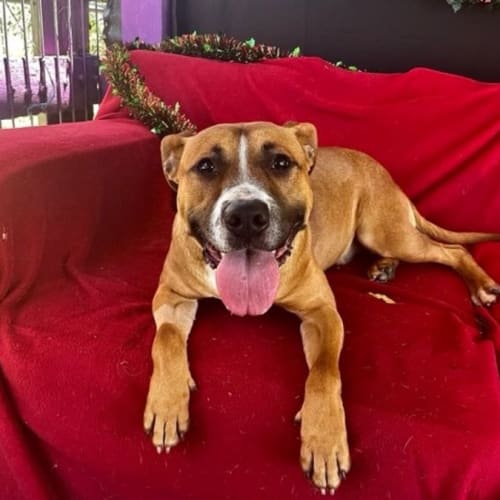 Archie (IMP No. 1966)