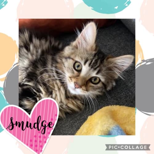 Smudge 
