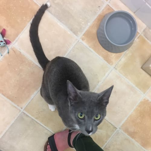 Lanky Lenny ~ Adopt me @ Petstock Mornington 