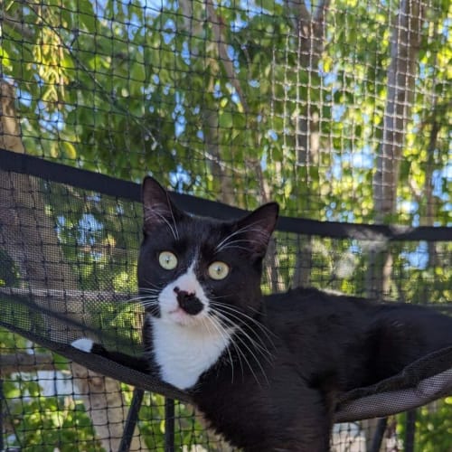 Michaelangelo **2nd Chance Cat Rescue**