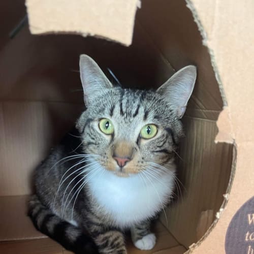 Arnie & Danny ~ Adopt us & Petstock Mornington 😽