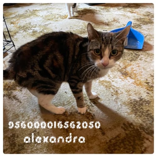 Alexandra 