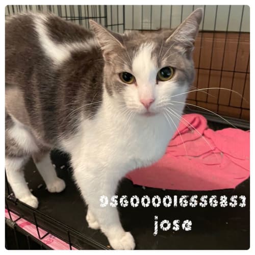 Josie
