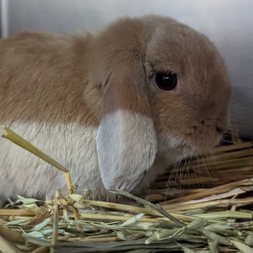 Coco