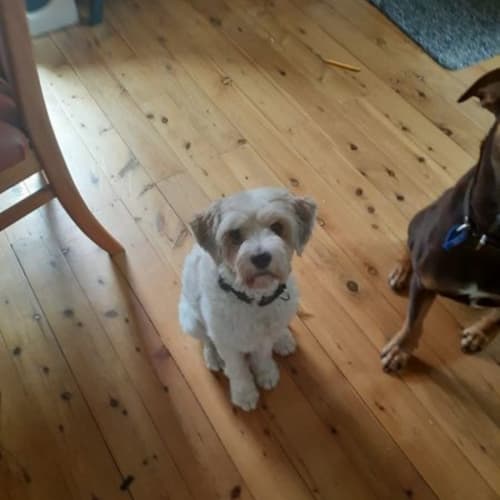 Bernie - 4 Year Old Maltese (On Trial)