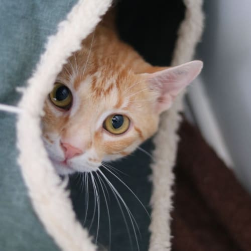 Chicken - Fostered In Perth