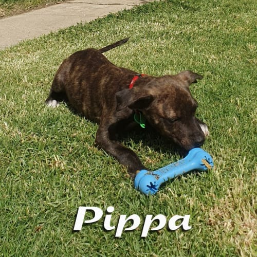 Pippa