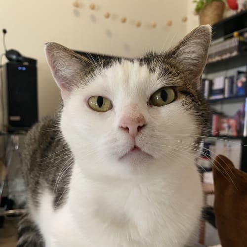Puss Puss