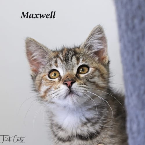 Maxwell