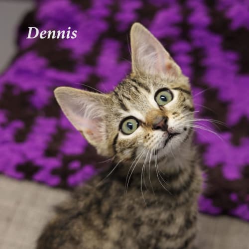 Dennis