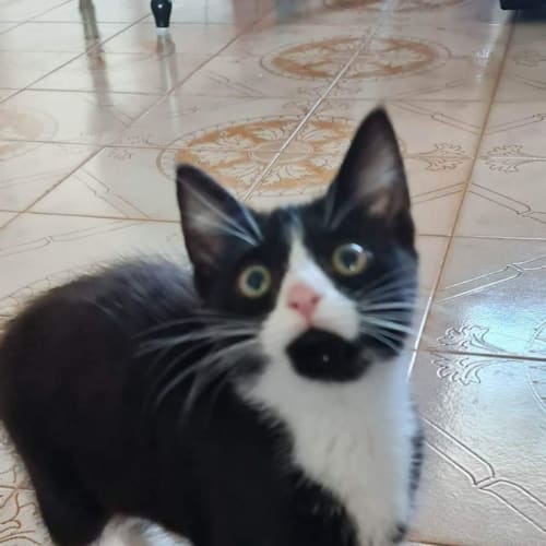 Oreo