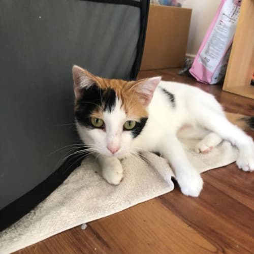 Maisy ~ Adopt me @ Petstock Chelsea 😻