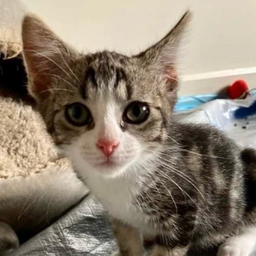 Tyler - Located in Greensborough