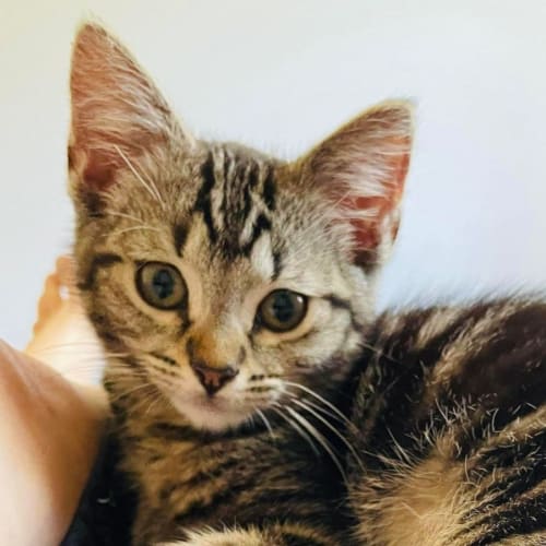 Cecil - Located in Greensborough